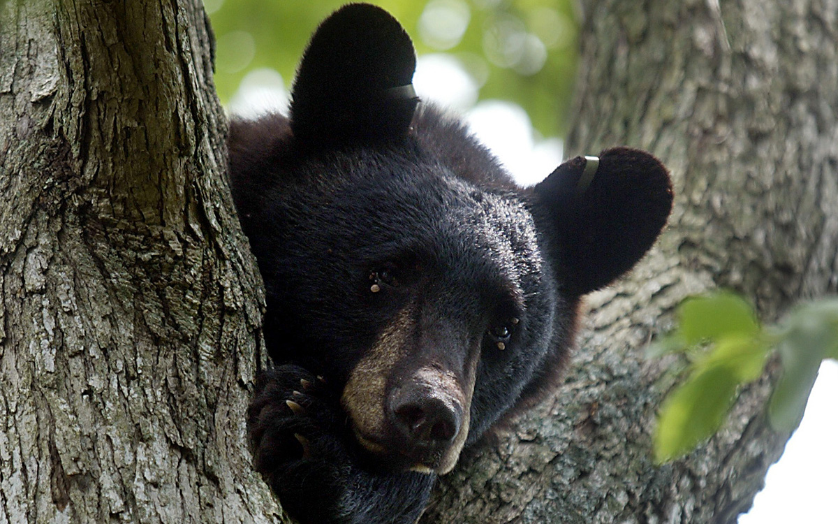 Why Is New Jersey Planning to Kill 20 Percent of Tagged Bears This Week